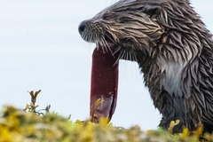 Apodichthys flavidus