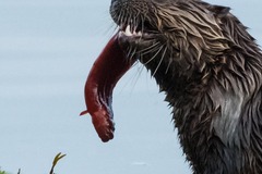 Apodichthys flavidus