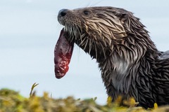 Apodichthys flavidus