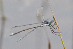 Lestes disjunctus