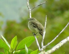 Elaenia