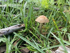 Psilocybe mescaleroensis