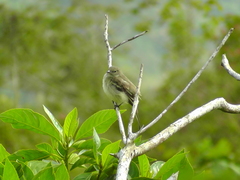 Elaenia