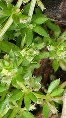 Galium murale