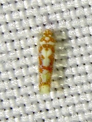 Dikrella maculata