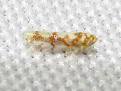 Dikrella maculata
