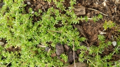 Galium murale