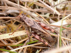 Melanoplus fasciatus
