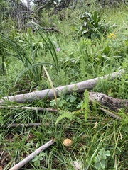 Psilocybe mescaleroensis
