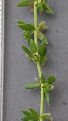 Galium murale