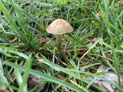 Psilocybe mescaleroensis