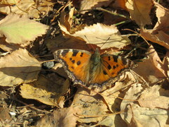 Nymphalis xanthomelas