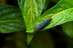 Cicadellinae