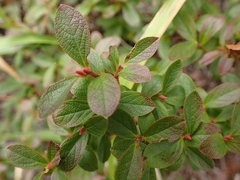 Vaccinium uliginosum
