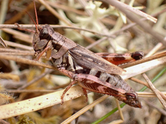 Melanoplus fasciatus