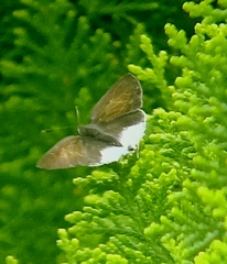 Sinthusa