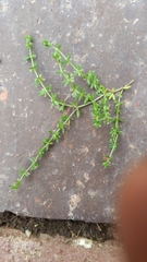 Galium murale