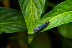 Cicadellinae