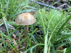Psilocybe mescaleroensis