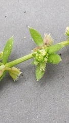Galium murale