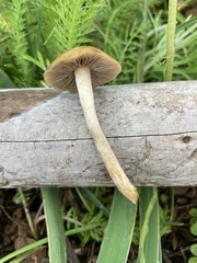 Psilocybe mescaleroensis