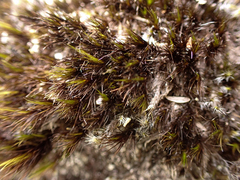 Campylopus atrovirens