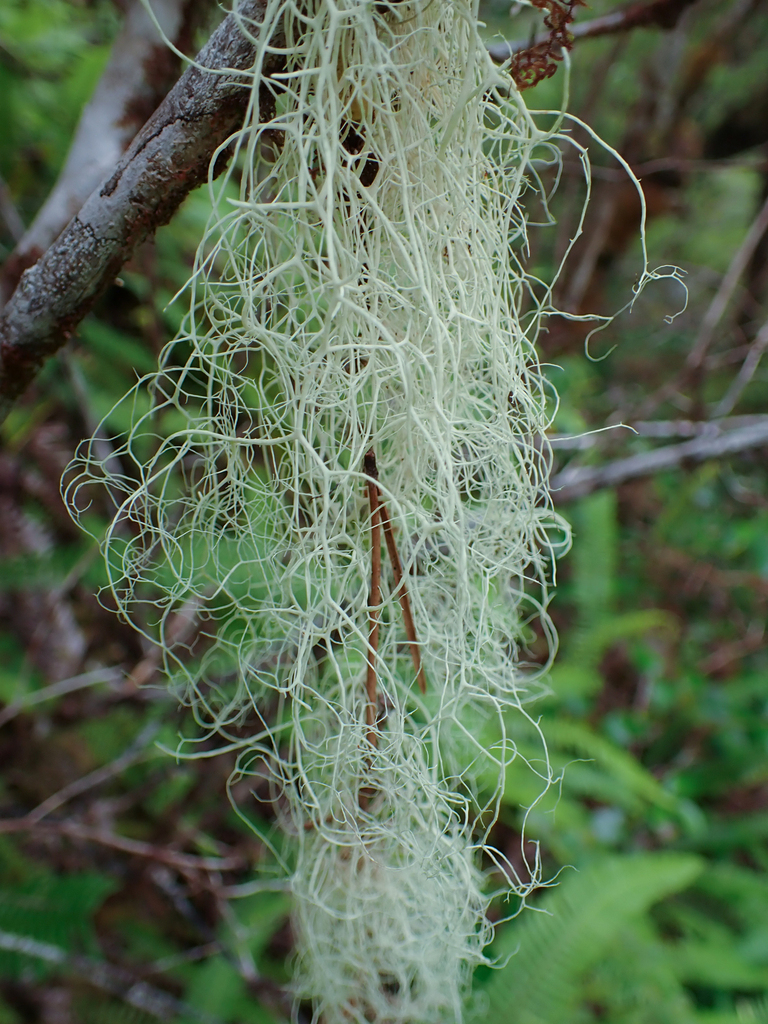 Witch's Hair Lichens from Lady Douglas - Don Peninsula, Central Coast ...