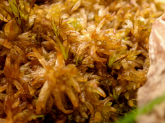 Sphagnum tenellum