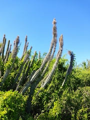 Lophocereus schottii