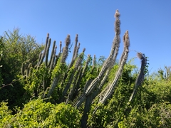 Lophocereus schottii