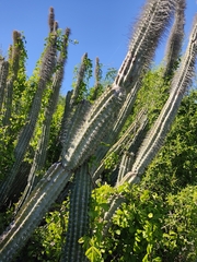 Lophocereus schottii