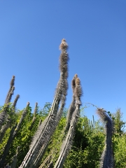 Lophocereus schottii