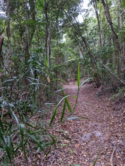 Flagellaria indica