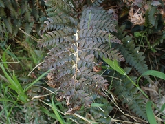 Polystichum oculatum