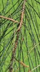 Casuarina