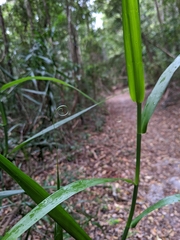 Flagellaria indica