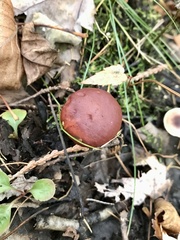 Suillus clintonianus