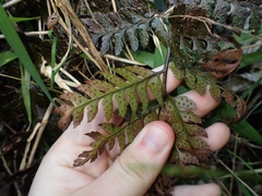 Polystichum oculatum