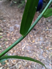 Flagellaria indica
