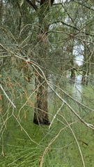 Casuarina
