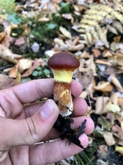 Suillus clintonianus