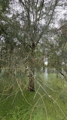 Casuarina