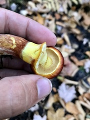 Suillus clintonianus