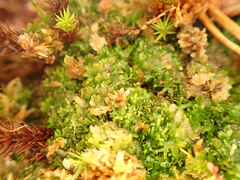 Riccardia chamedryfolia