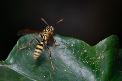 Mischocyttarus basimacula image