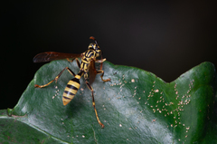Mischocyttarus basimacula