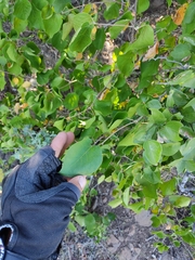 Gossypium davidsonii