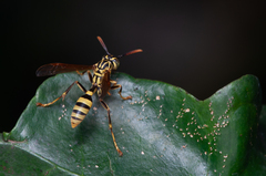 Mischocyttarus basimacula