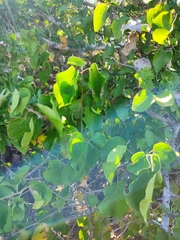 Gossypium davidsonii