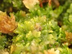 Riccardia chamedryfolia